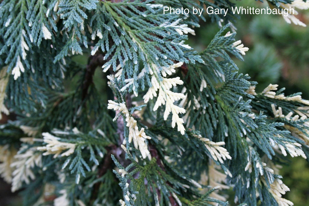 Chamaecyparis nootkatensis 'Sparkling Arrow' Variegated Weeping Alaskan Cedar