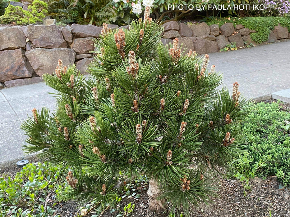 Pinus heldreichii 'Irish Bell' Bosnian Pine