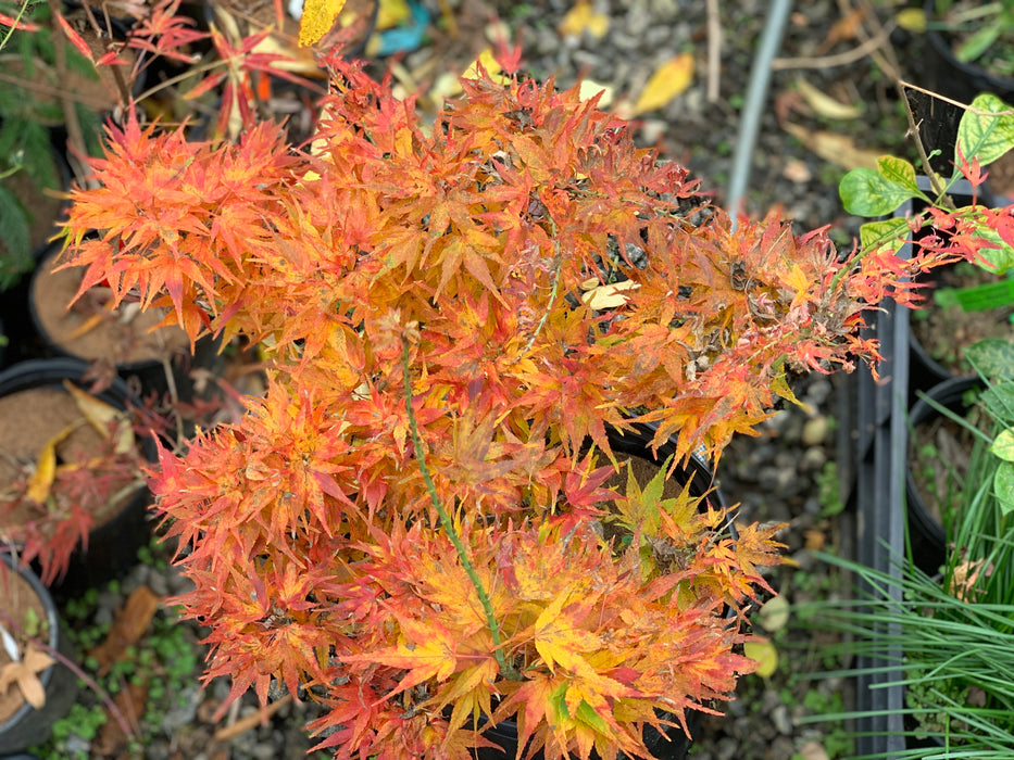 Acer palmatum 'Mikawa x sharps' Dwarf Japanese Maple