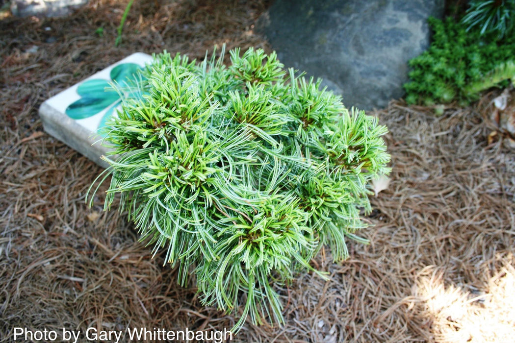 Pinus strobus 'Green Twist' Dwarf White Pine