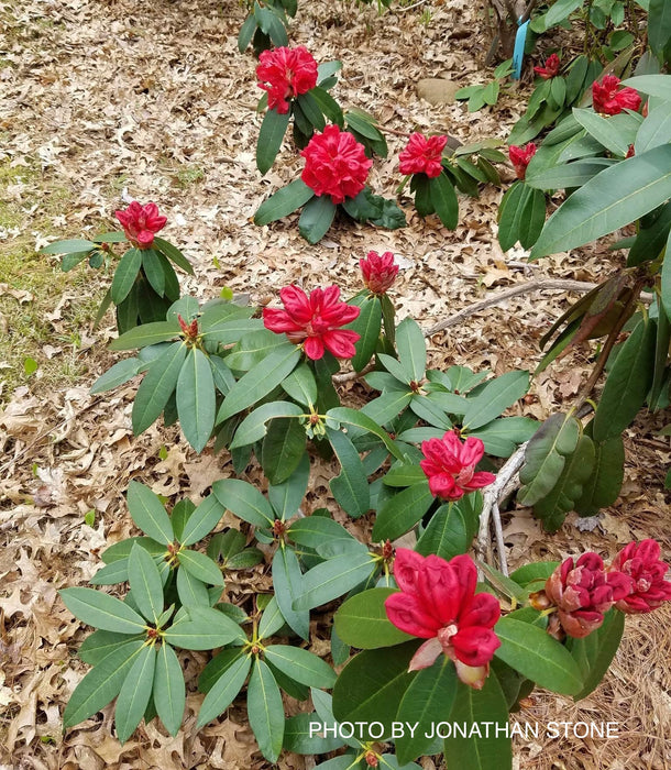 Rhododendron 'Grace Seabrook' Red Blooms