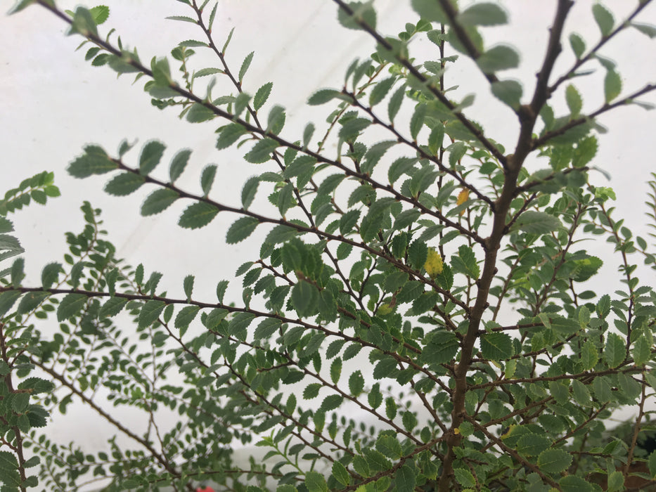 Ulmus parvifolia 'Seiju' Small Leaf Chinese Elm