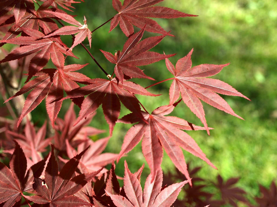 Acer palmatum 'Dragon Tears' Japanese Maple