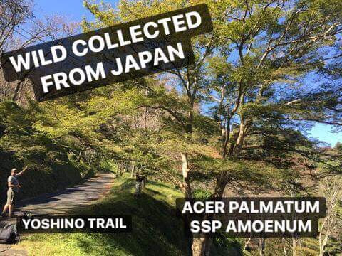 Acer palmatum ssp amoenum Wild Collected from Japan Yoshino Trail