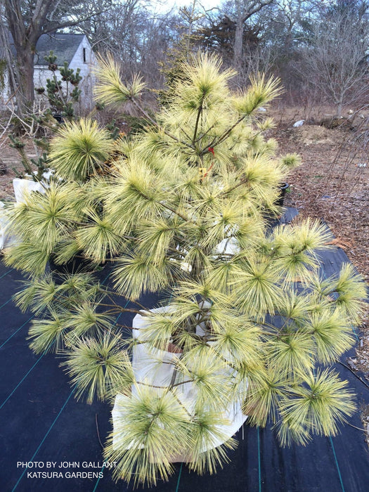 Pinus wallichiana 'Frosty' Himalayan Pine Tree