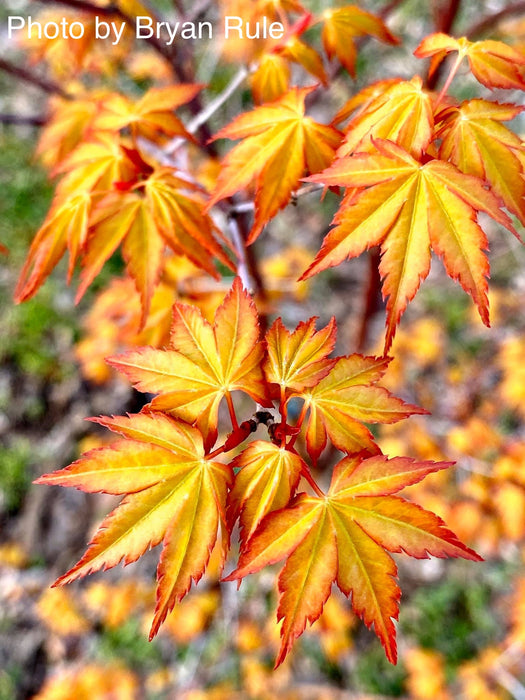 Acer palmatum 'Ueno yama' Japanese Maple
