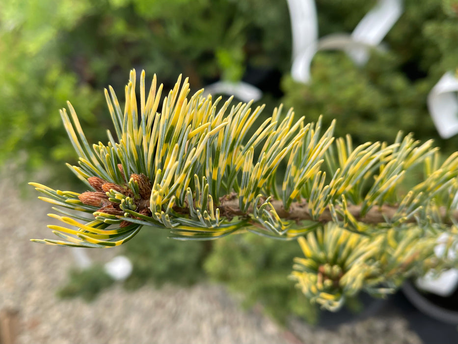Pinus parviflora 'Fukai' Variegated Japanese White Pine
