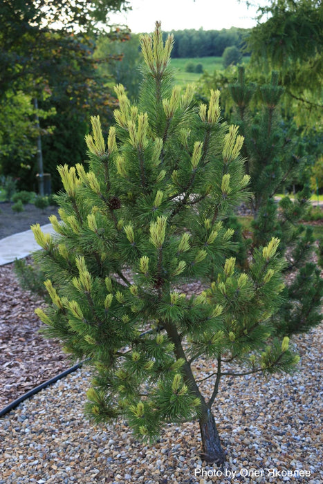 Pinus mugo 'Misty’ Dwarf Mountain Pine Tree