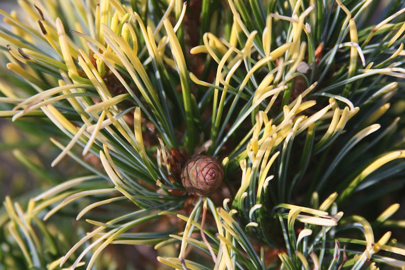 Pinus parviflora 'Fukai' Variegated Japanese White Pine