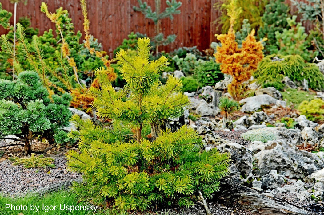 Pinus sylvestris 'Trollguld' Dwarf Scots Pine