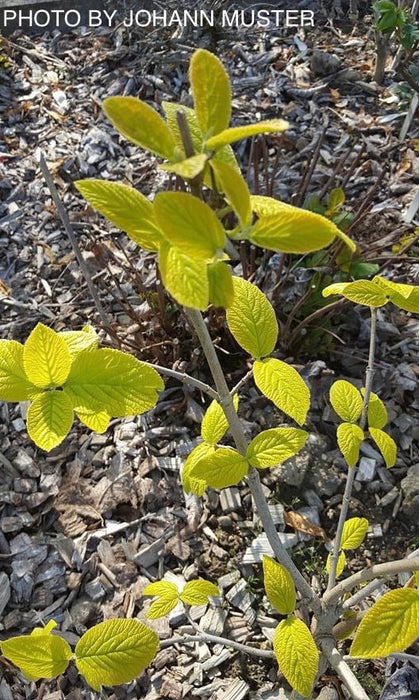Viburnum lantana 'Aureum' Golden Wayfaring Tree Viburnum