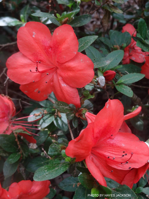 Azalea 'Amagasa’ Vivid Red Flowering Satsuki Azalea