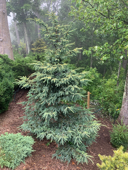Picea orientalis 'Silver Seedling' Silver Oriental Spruce