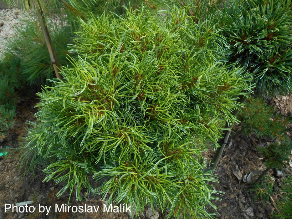 Pinus strobus 'Green Twist' Dwarf White Pine