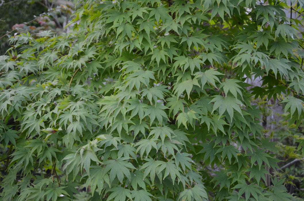 Acer palmatum 'Rikuzen shidare' Weeping Japanese Maple