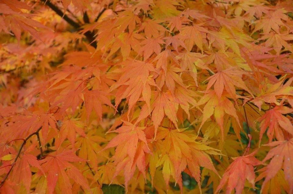Acer palmatum 'Killarney' Japanese Maple