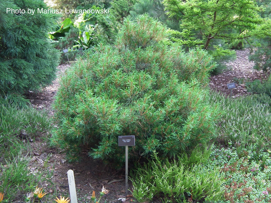 Pinus strobus 'Tiny Kurls' Dwarf White Pine