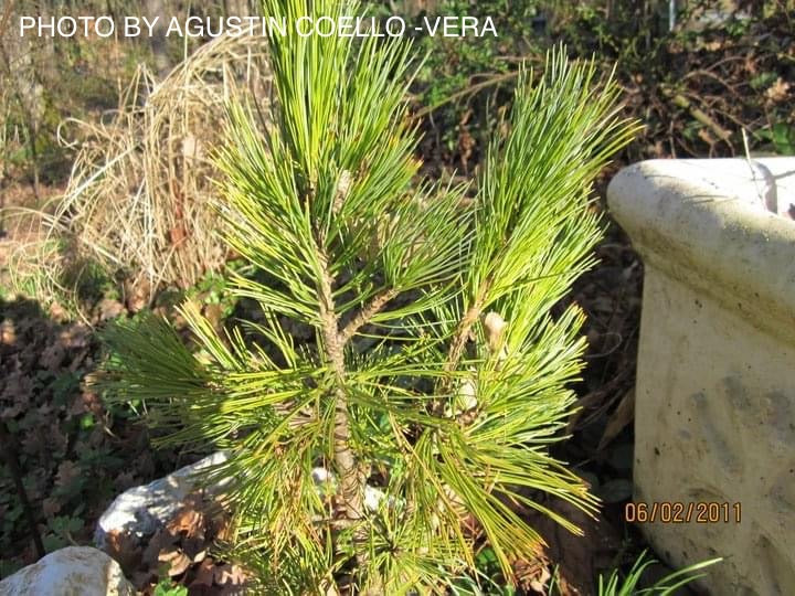 Pinus cembra 'Glauca Compacta' Blue Swiss Stone Pine