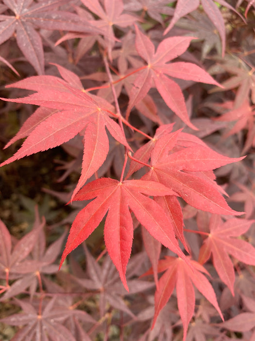 Acer palmatum 'Attraction' Superbum Japanese Maple Tree