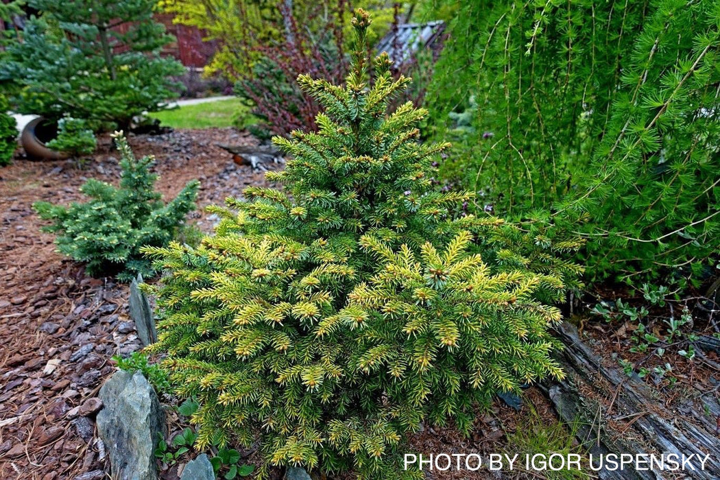Picea omorika 'Peve Tijn' Dwarf Serbian Spruce