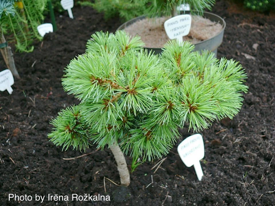 Pinus parviflora 'Hagoromo' Dwarf Japanese White Pine