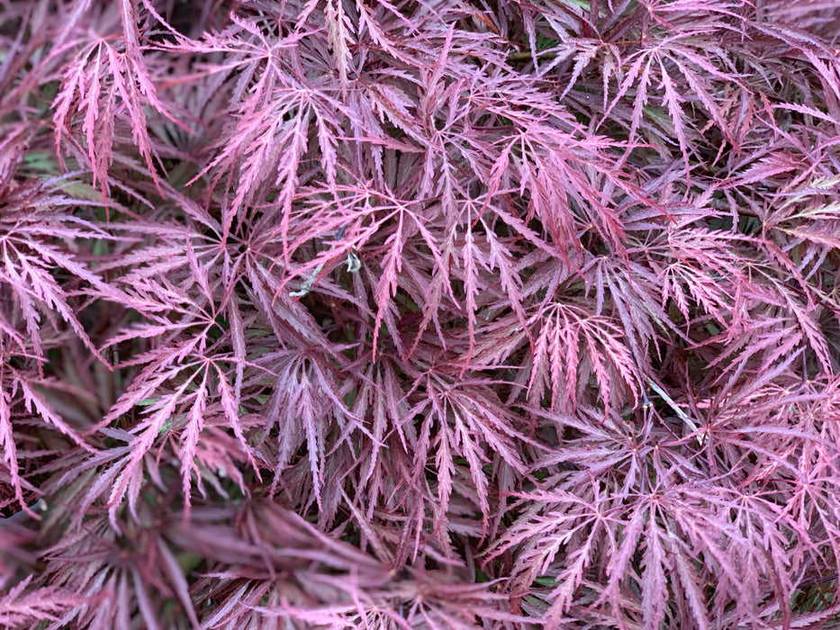 Acer palmatum 'Dark Straw' Japanese Maple