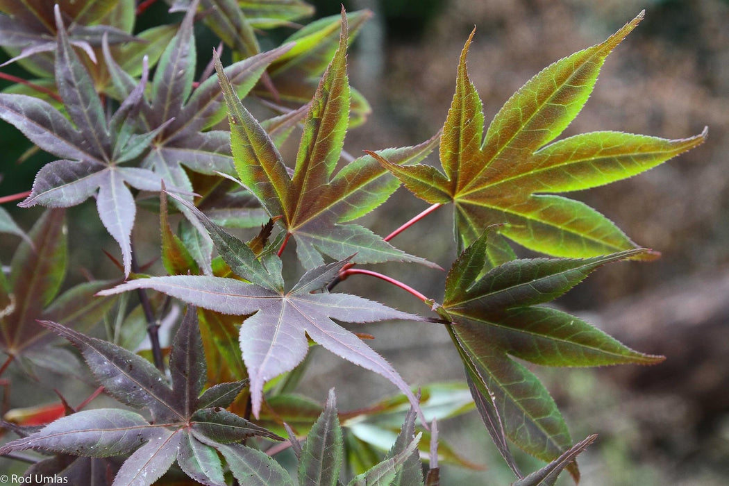 Acer palmatum 'Musashino' Rare Japanese Maple