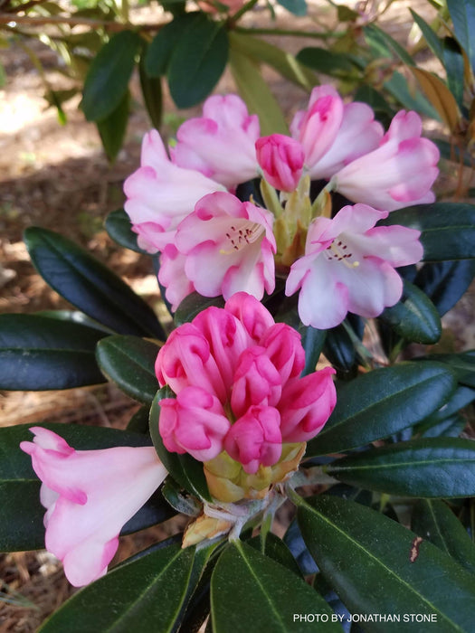 Rhododendron 'Silver Skies' Pink Blooms