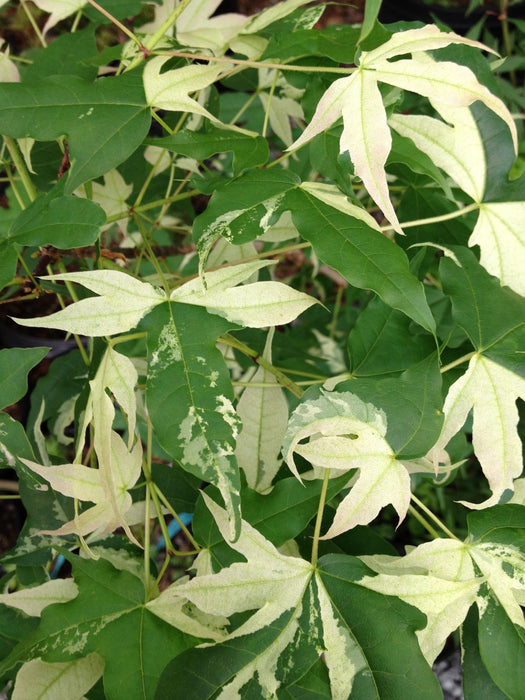 Acer truncatum 'Akikaze nishiki' Rare Variegated Maple