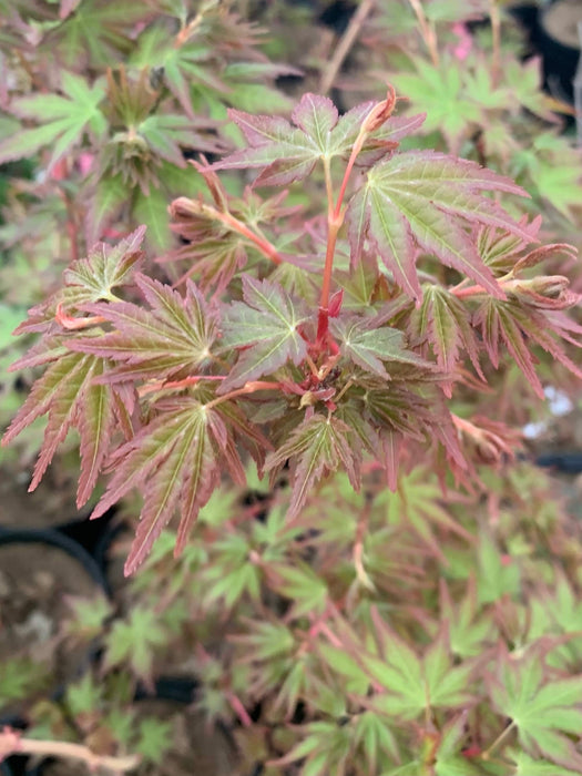 Acer palmatum 'Ji jiao' Orange Coral Bark Japanese Maple