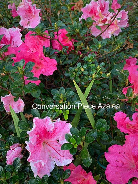 Azalea 'Conversation Piece’ Variegated Robin Hill Azalea