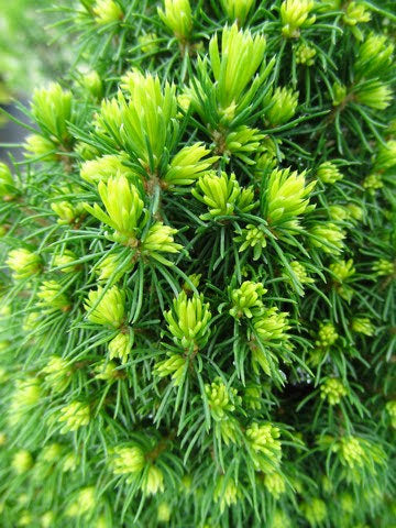 Picea glauca 'Pixie Dust' Dwarf White Spruce
