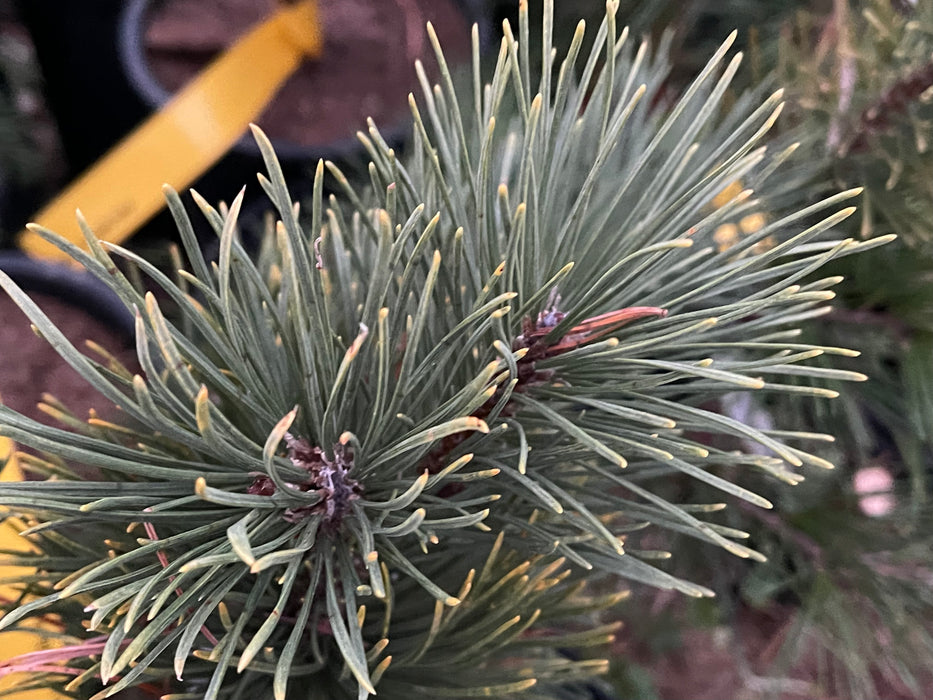 Pinus mugo 'Yellow Point’ Evergreen Mugo Pine Tree