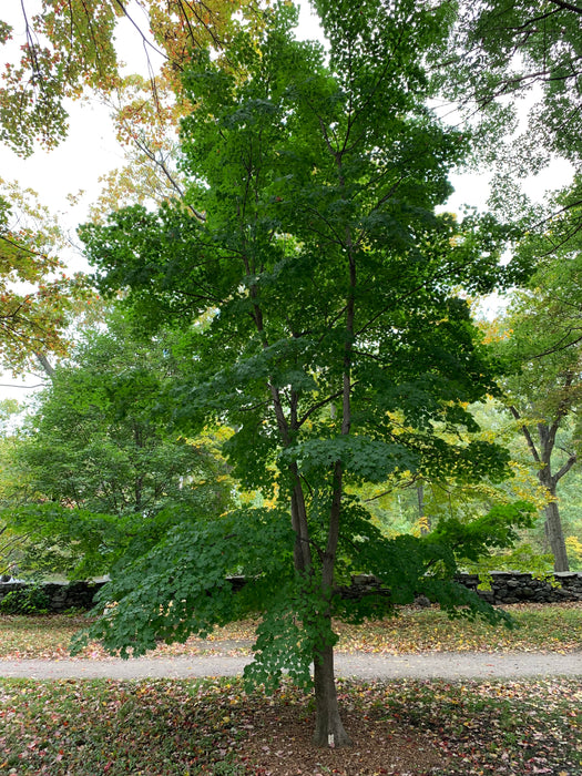 Acer pseudosieboldianum ssp takesimense Ulleung-do Island Maple