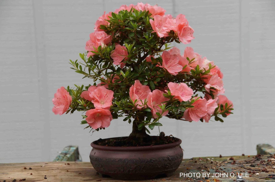 Azalea 'Wakaebisu’ Coral Pink Flowering Satsuki Azalea