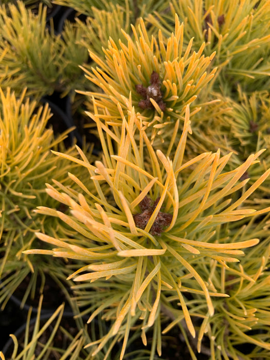 Pinus sylvestris 'Gold Coin' Winter Yellow Scots Pine