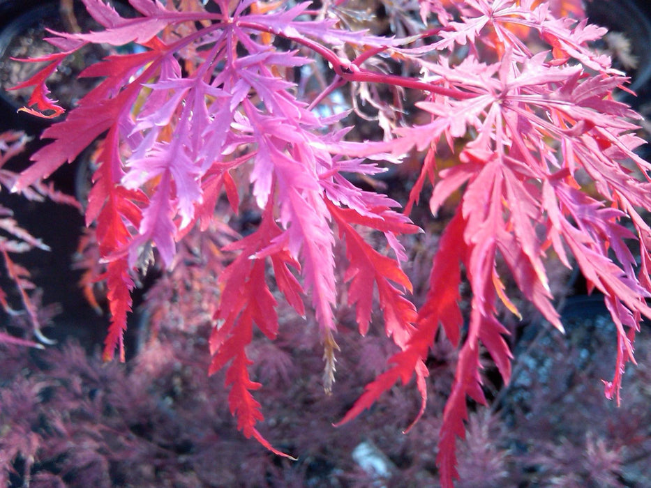 Acer palmatum 'Hana matoi' Japanese Maple