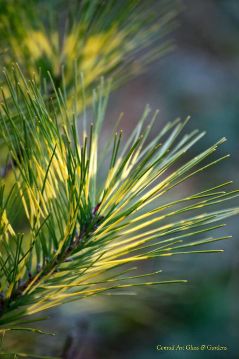 Pinus densiflora 'Cesarini Variegated' Variegated Japanese Red Pine Tree