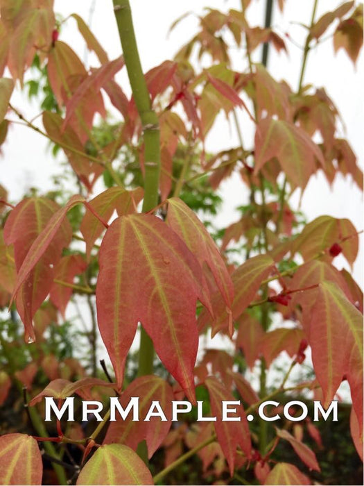 Acer calcaratum Rare Chinese Maple