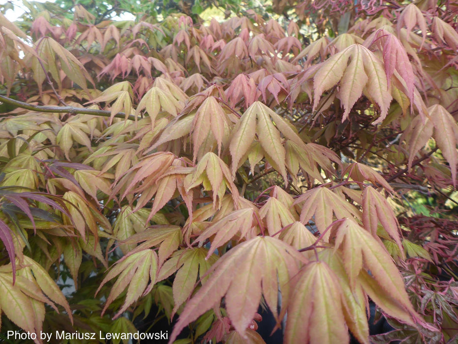 Acer palmatum 'Aka shigitatsu sawa' Japanese Maple