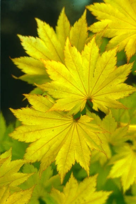 Acer shirasawanum 'Aureum' Golden Full Moon Japanese Maple