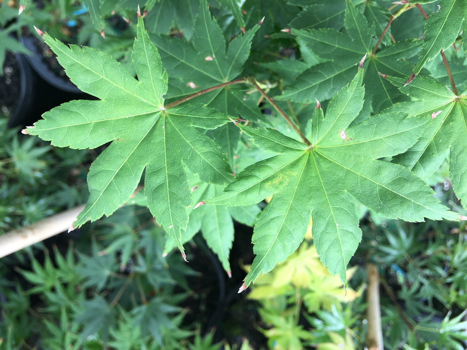 Acer palmatum 'Aka tsuma gaki' Japanese Maple