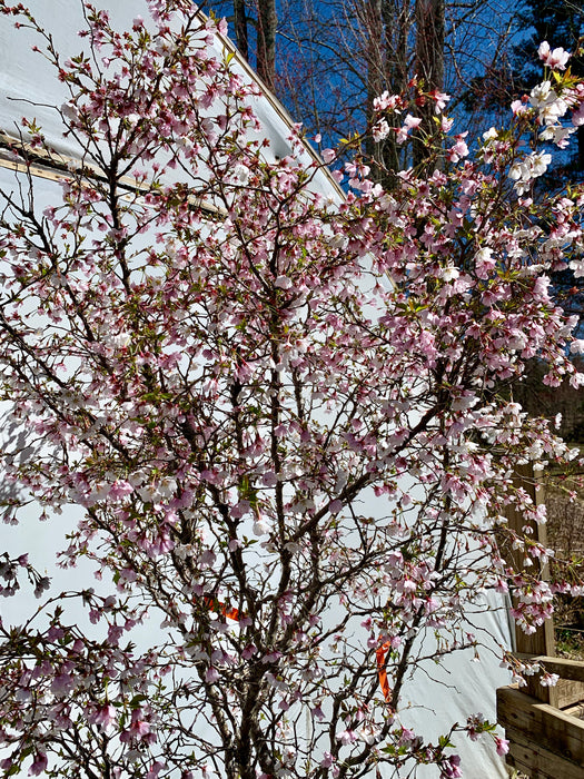 Prunus incisa 'Kojo no mai' Twisting Fuji Cherry Tree