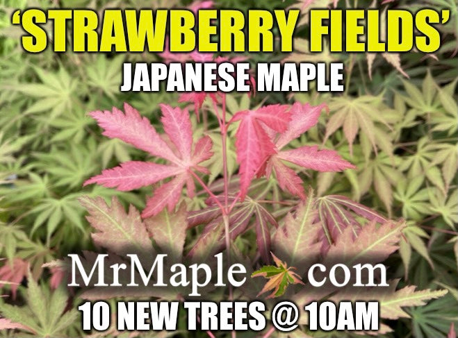 Acer palmatum 'Strawberry Fields' Japanese Maple
