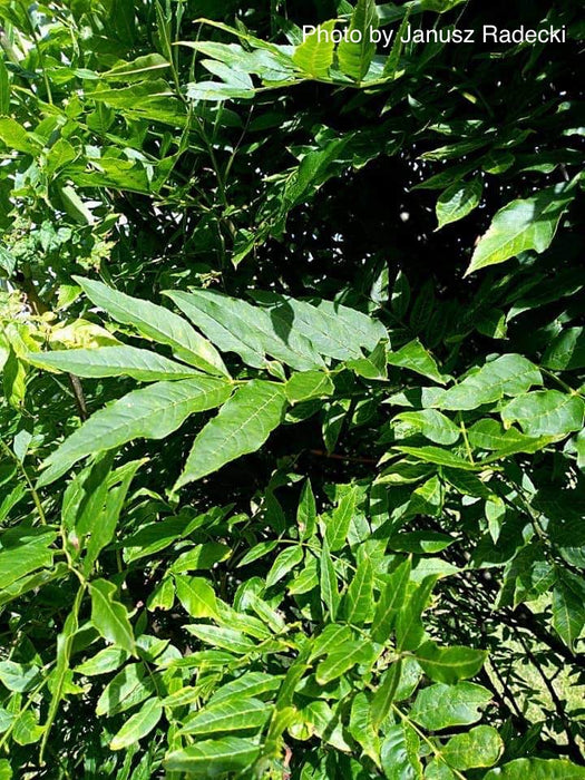 Fraxinus ornus 'Meczek' Rounded Ash Tree