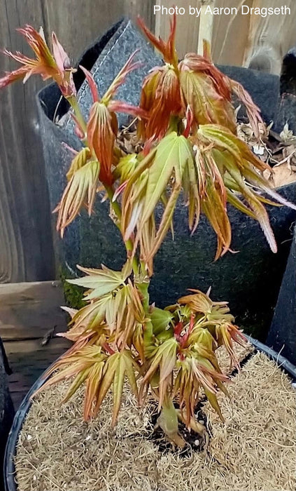 Acer palmatum 'Mikawa kaen' Dwarf Japanese Maple