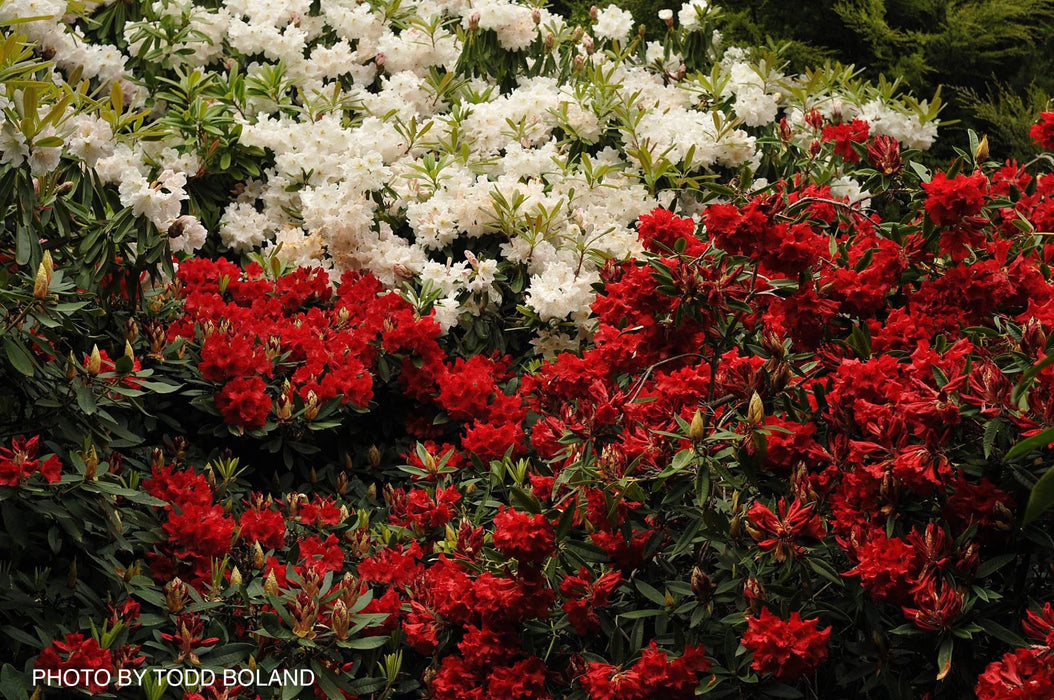 Rhododendron 'Vulcan’s Flame' Bright Red Blooms