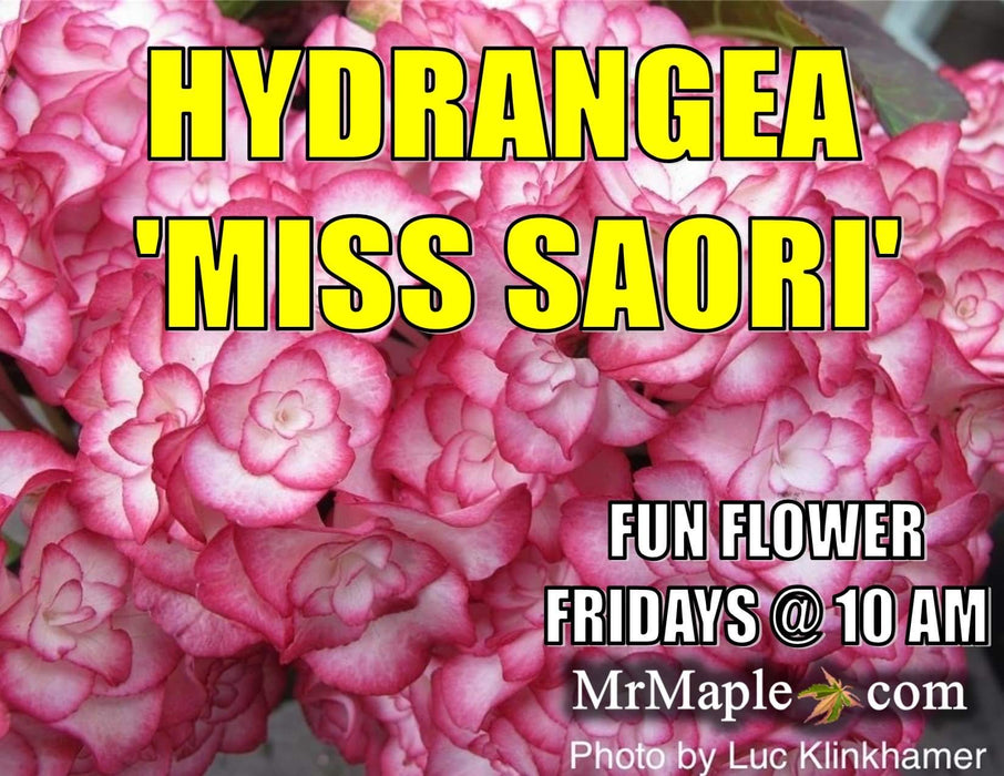 Hydrangea macrophylla 'Miss Saori' Dark Foliage Hydrangea