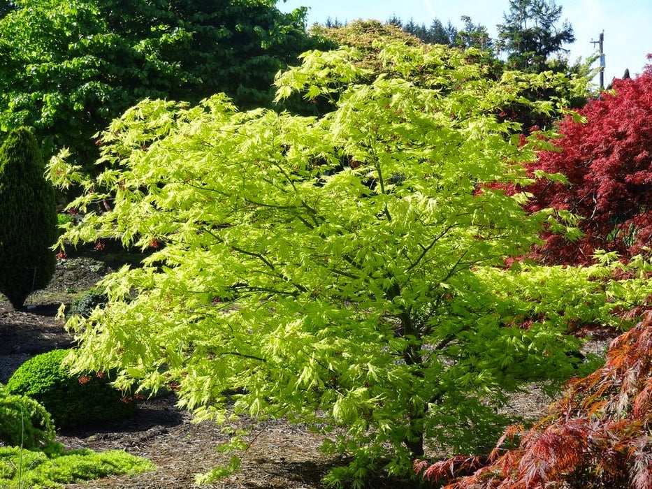 Acer palmatum 'Sister Ghost' Japanese Maple