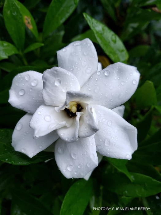 Gardenia jasminoides 'Frostproof' Fragrant Cape Jasmine